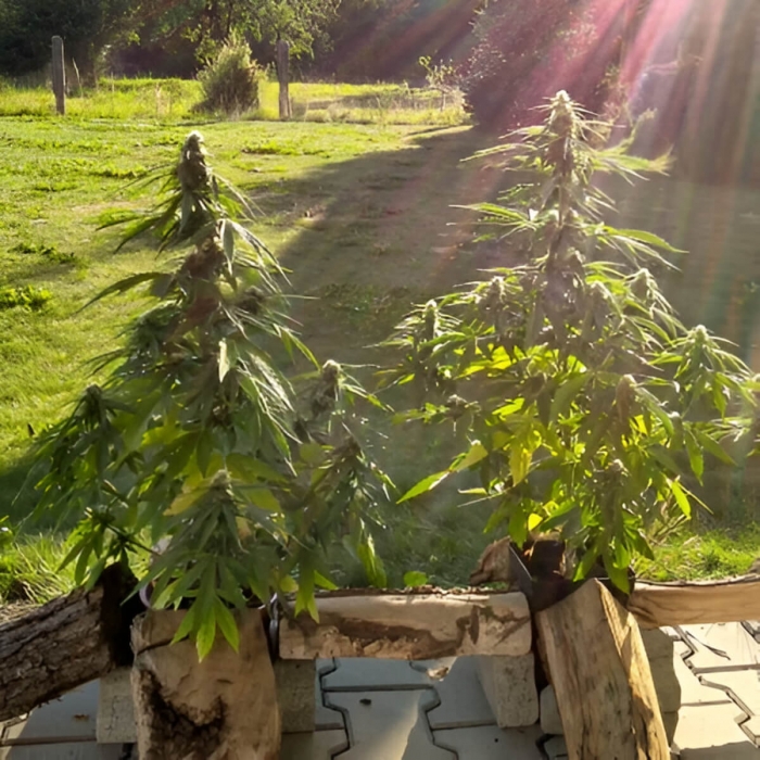 Semillas de marihuana feminizadas autoflorecientes Auto Mazar de Dutch Passion Seeds, plantas de exterior