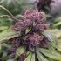 Semillas de marihuana feminizadas autoflorecientes Auto Forbidden Cherry de Dutch Passion Seeds, cogollo morado.
