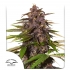 Semillas de marihuana feminizadas autoflorecientes Auto Forbidden Cherry de Dutch Passion Seeds, punta morada.