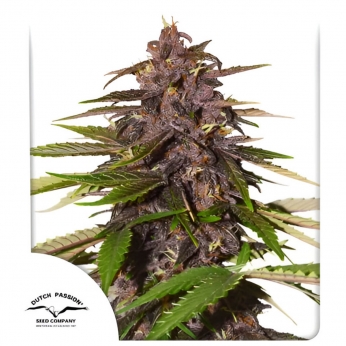Semillas de marihuana feminizadas autoflorecientes Auto Forbidden Cherry de Dutch Passion Seeds, punta morada.