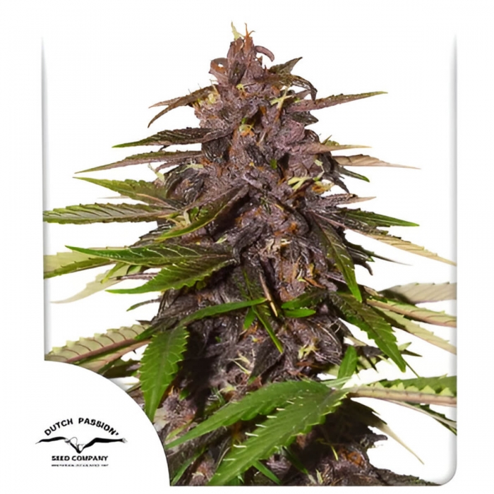 Semillas de marihuana feminizadas autoflorecientes Auto Forbidden Cherry de Dutch Passion Seeds, punta morada.