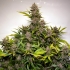 Semillas de marihuana feminizadas autoflorecientes Auto Forbidden Cherry de Dutch Passion Seeds, planta.