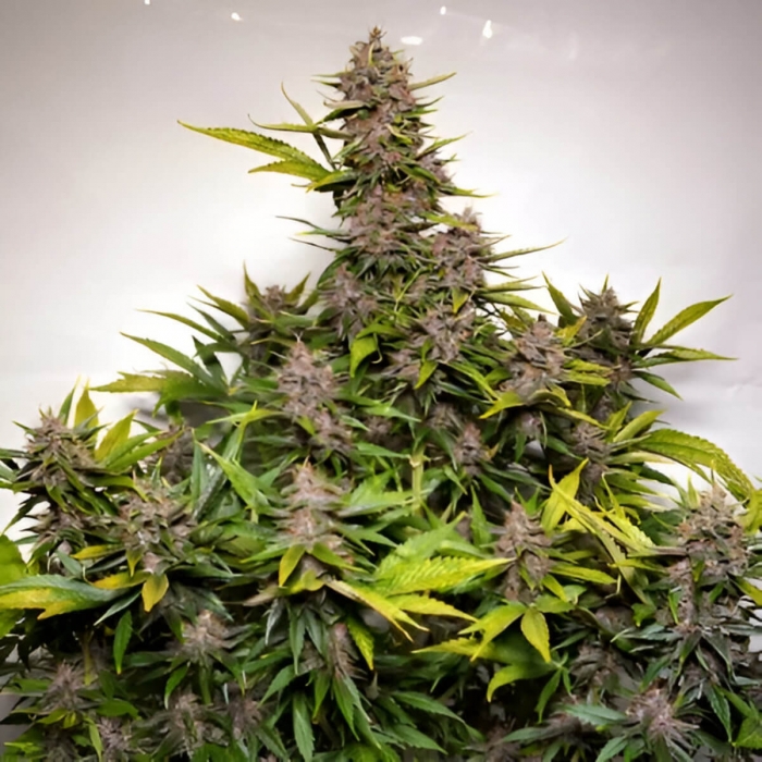Semillas de marihuana feminizadas autoflorecientes Auto Forbidden Cherry de Dutch Passion Seeds, planta.