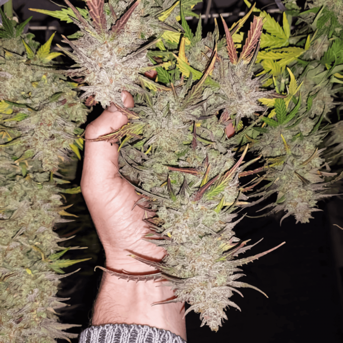 Semillas de marihuana feminizadas autoflorecientes Auto Kerosene Krash de Dutch Passion Seeds, cogollo enorme.