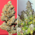 Semillas de marihuana feminizadas autoflorecientes Auto Kerosene Krash de Dutch Passion Seeds, puntas.