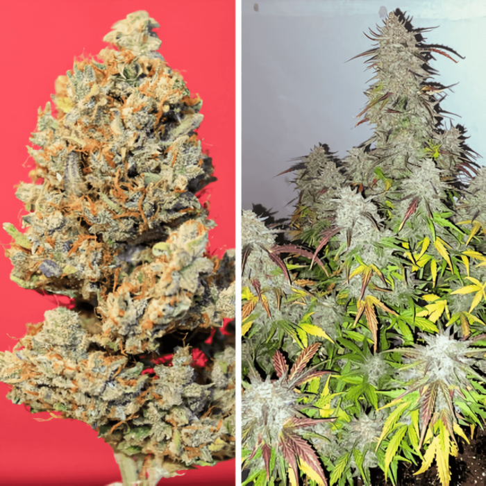 Semillas de marihuana feminizadas autoflorecientes Auto Kerosene Krash de Dutch Passion Seeds, puntas.