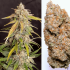 Semillas de marihuana feminizadas autoflorecientes Auto Kerosene Krash de Dutch Passion Seeds, resina.