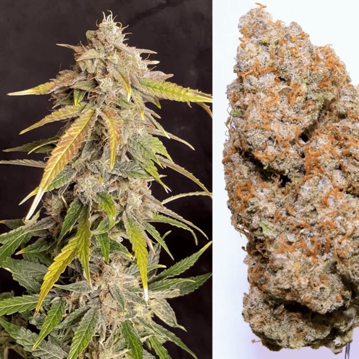Semillas de marihuana feminizadas autoflorecientes Auto Kerosene Krash de Dutch Passion Seeds, resina.