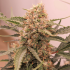 AUTO KEROSENE KRASH (Dutch Passion Seeds)