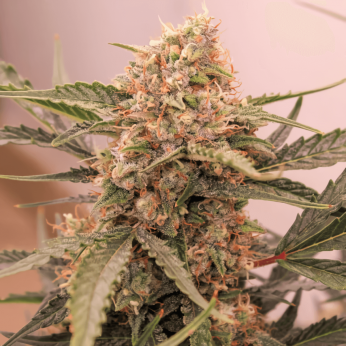 Semillas de marihuana feminizadas autoflorecientes Auto Kerosene Krash de Dutch Passion Seeds, cogollo resinoso.