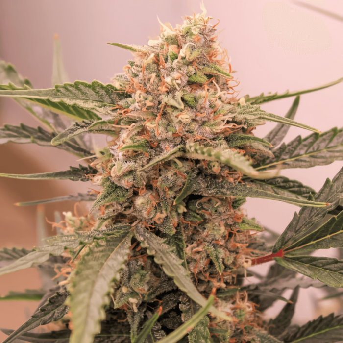 Semillas de marihuana feminizadas autoflorecientes Auto Kerosene Krash de Dutch Passion Seeds, cogollo resinoso.