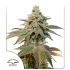 Semillas de marihuana feminizadas autoflorecientes Auto Kerosene Krash de Dutch Passion Seeds, principal.
