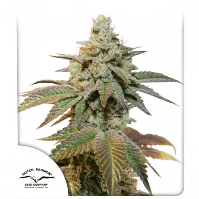 Semillas de marihuana feminizadas autoflorecientes Auto Kerosene Krash de Dutch Passion Seeds, principal.