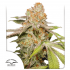 Semillas de marihuana feminizadas autoflorecientes Auto MAC #1 de Dutch Passion Seeds, portada.
