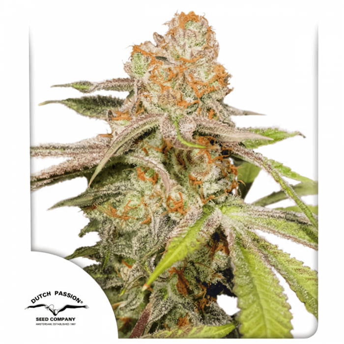 Semillas de marihuana feminizadas autoflorecientes Auto MAC #1 de Dutch Passion Seeds, portada.