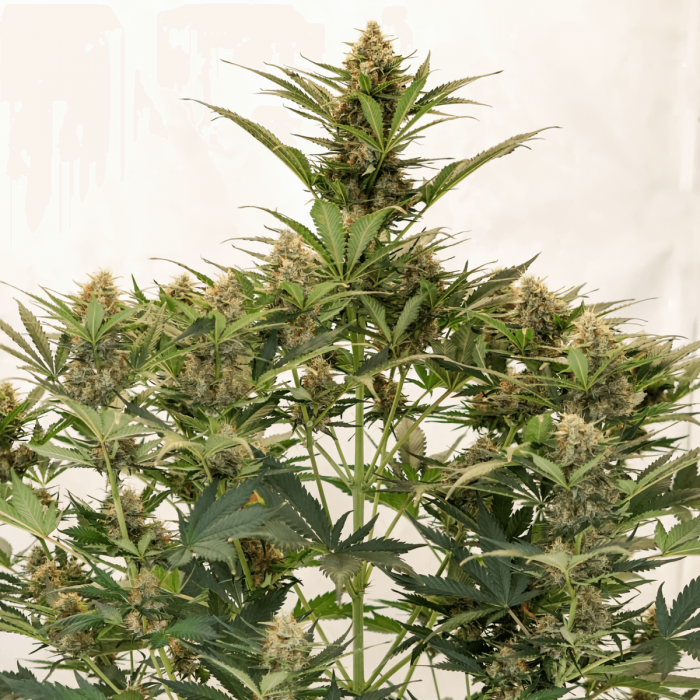 Semillas de marihuana feminizadas autoflorecientes Auto MAC #1 de Dutch Passion Seeds, planta.