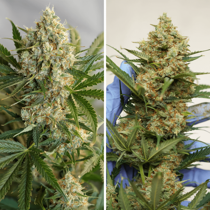 Semillas de marihuana feminizadas autoflorecientes Auto MAC #1 de Dutch Passion Seeds, puntas principales.
