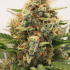 Semillas de marihuana feminizadas autoflorecientes Auto MAC #1 de Dutch Passion Seeds, resina.