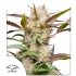 Semillas de marihuana feminizadas autoflorecientes Auto Mimosa Punch de Dutch Passion Seeds, portada.