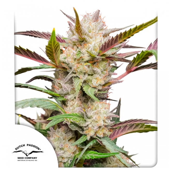 Semillas de marihuana feminizadas autoflorecientes Auto Mimosa Punch de Dutch Passion Seeds, portada.