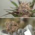 Semillas de marihuana feminizadas autoflorecientes Auto Mimosa Punch de Dutch Passion Seeds, cogollos morados.