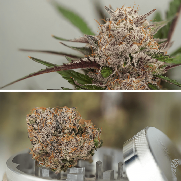Semillas de marihuana feminizadas autoflorecientes Auto Mimosa Punch de Dutch Passion Seeds, cogollos morados.