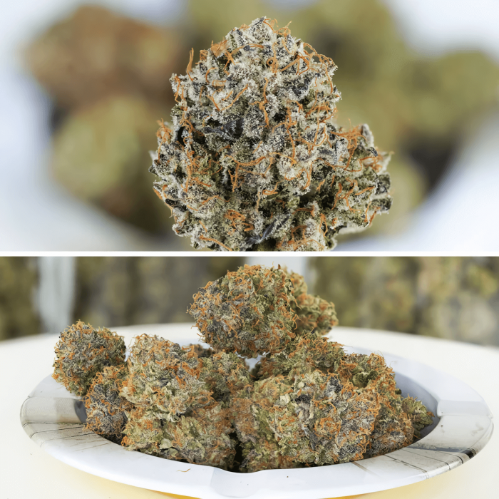 Semillas de marihuana feminizadas autoflorecientes Auto Mimosa Punch de Dutch Passion Seeds, cogollos.