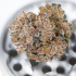 Semillas de marihuana feminizadas autoflorecientes Auto Mimosa Punch de Dutch Passion Seeds, resina.