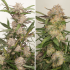 Semillas de marihuana feminizadas autoflorecientes Auto Mimosa Punch de Dutch Passion Seeds, puntas.