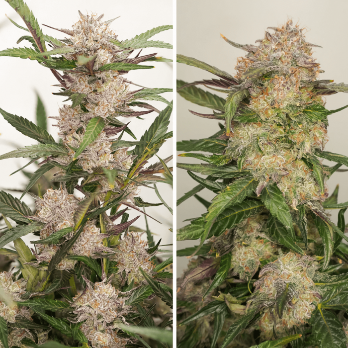 Semillas de marihuana feminizadas autoflorecientes Auto Mimosa Punch de Dutch Passion Seeds, puntas.