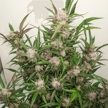 Semillas de marihuana feminizadas autoflorecientes Auto Mimosa Punch de Dutch Passion Seeds, planta.