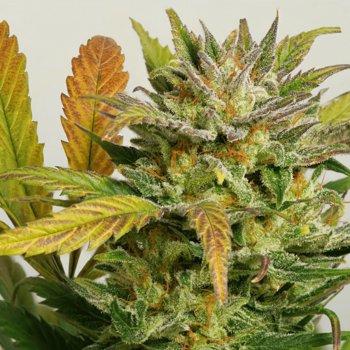 Semillas de marihuana feminizadas autoflorecientes Auto Mokum's Tulip de Dutch Passion Seeds, cogollo.
