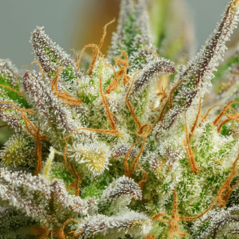 Semillas de marihuana feminizadas autoflorecientes Auto Mokum's Tulip de Dutch Passion Seeds, resina.