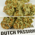 Semillas de marihuana feminizadas autoflorecientes Auto Mokum's Tulip de Dutch Passion Seeds, cogollos secos.