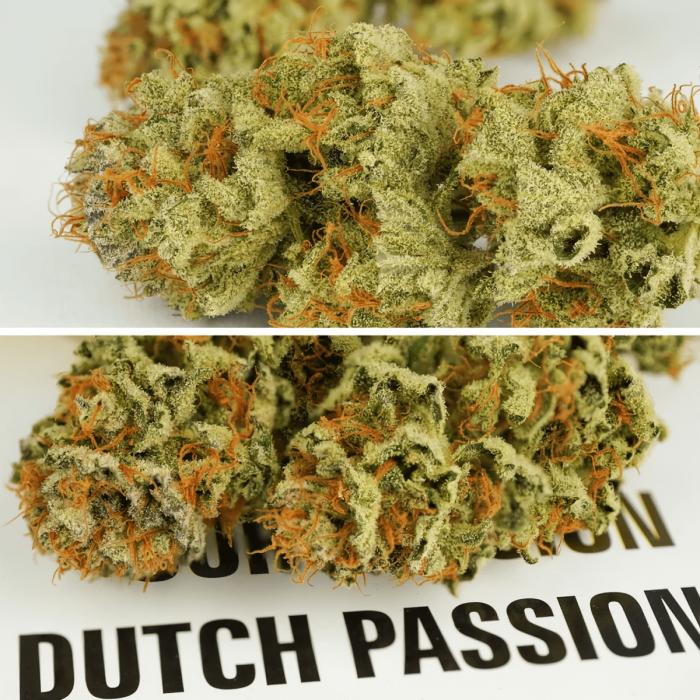 Semillas de marihuana feminizadas autoflorecientes Auto Mokum's Tulip de Dutch Passion Seeds, cogollos secos.