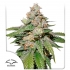 Semillas de marihuana feminizadas autoflorecientes Auto Mokum's Tulip de Dutch Passion Seeds, portada.