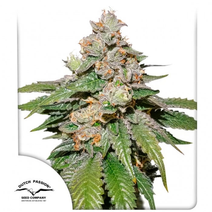 Semillas de marihuana feminizadas autoflorecientes Auto Mokum's Tulip de Dutch Passion Seeds, portada.