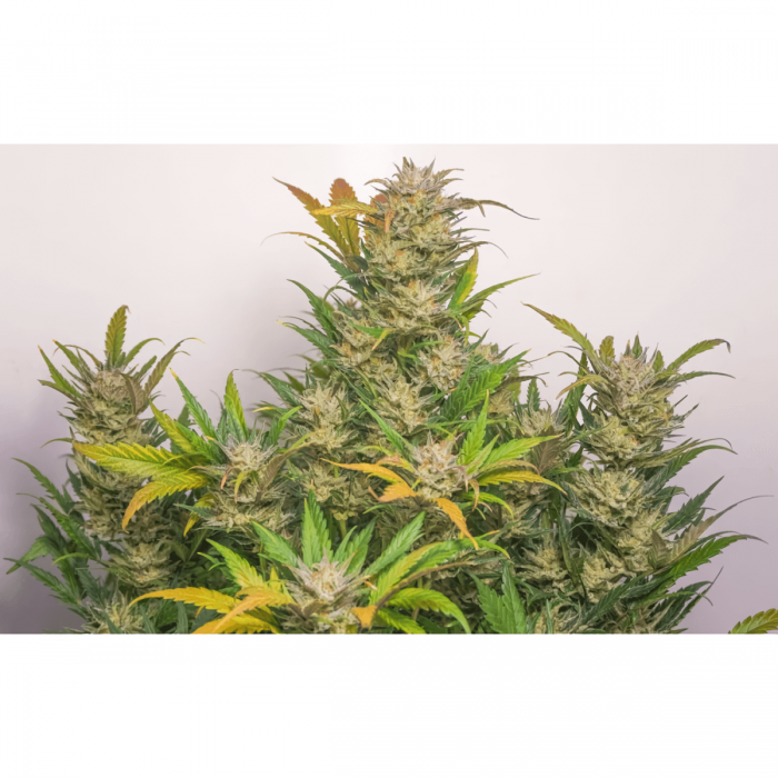 Semillas de marihuana feminizadas autoflorecientes Auto Mokum's Tulip de Dutch Passion Seeds, planta.