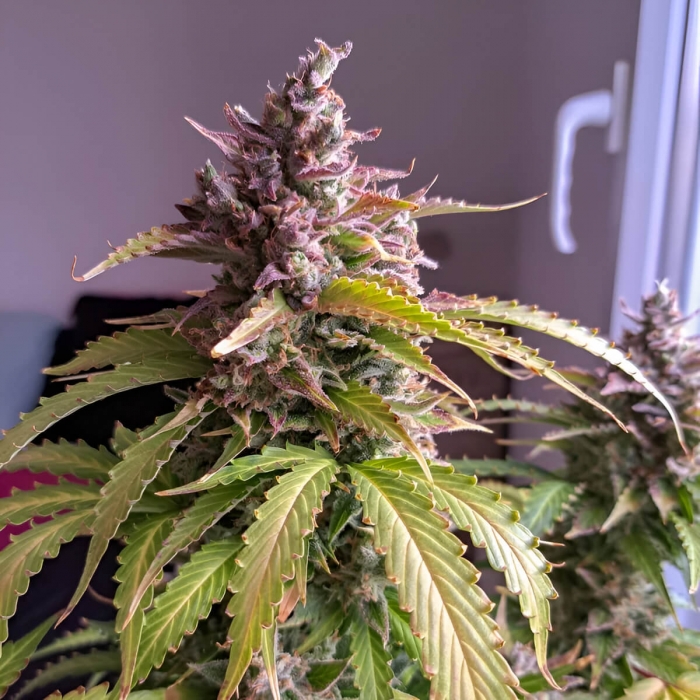 Semillas de marihuana feminizadas autoflorecientes Auto Oh My Gusher de Dutch Passion Seeds, cogollo.