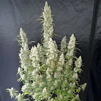 Semillas de marihuana feminizadas autoflorecientes Auto Oh My Gusher de Dutch Passion Seeds, planta.