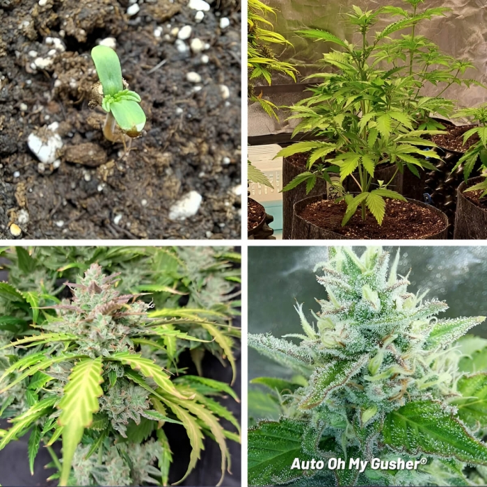 Semillas de marihuana feminizadas autoflorecientes Auto Oh My Gusher de Dutch Passion Seeds, crecimiento.