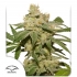 Semillas de marihuana feminizadas autoflorecientes Auto Oh My Gusher de Dutch Passion Seeds, portada.