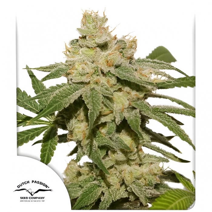 Semillas de marihuana feminizadas autoflorecientes Auto Oh My Gusher de Dutch Passion Seeds, portada.