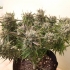 Semillas de marihuana feminizadas autoflorecientes Auto Think Different de Dutch Passion Seeds, planta compacta.