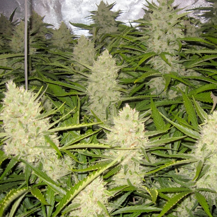 Semillas de marihuana feminizadas autoflorecientes Auto Think Different de Dutch Passion Seeds, puntas principales.