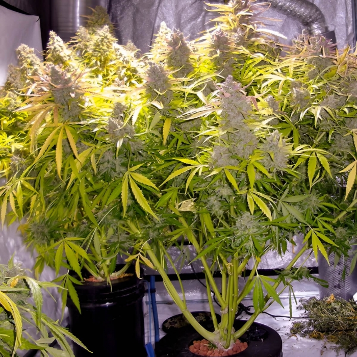 Semillas de marihuana feminizadas autoflorecientes Auto Think Different de Dutch Passion Seeds, cultivo de interior.