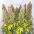 Semillas de marihuana feminizadas autoflorecientes Auto Think Different de Dutch Passion Seeds, cogollos enormes.