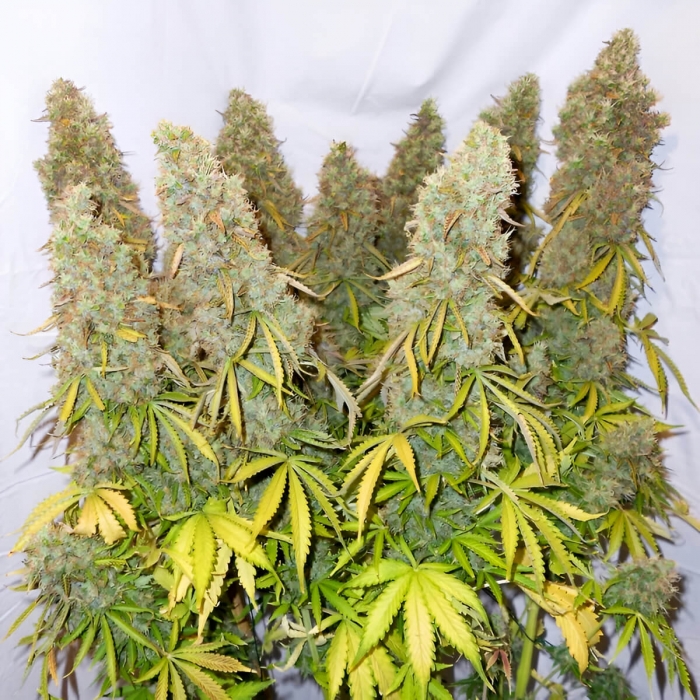 Semillas de marihuana feminizadas autoflorecientes Auto Think Different de Dutch Passion Seeds, cogollos enormes.