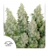 Semillas de marihuana feminizadas autoflorecientes Auto Think Different de Dutch Passion Seeds, portada.