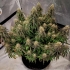 Semillas de marihuana feminizadas autoflorecientes Auto Power Plant de Dutch Passion Seeds, interior.
